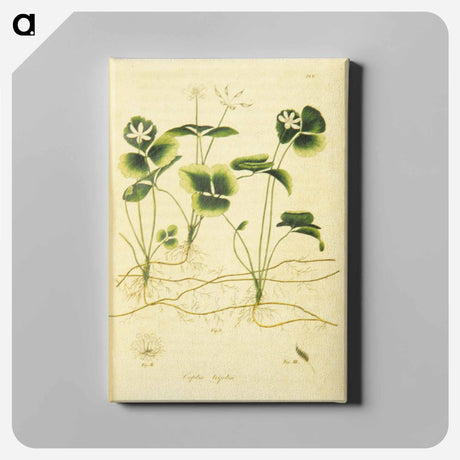 アートパネル-Coptis trifolia
 - 国立医学図書館 Canvas.