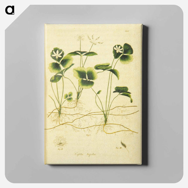 アートパネル-Coptis trifolia
 - 国立医学図書館 Canvas.