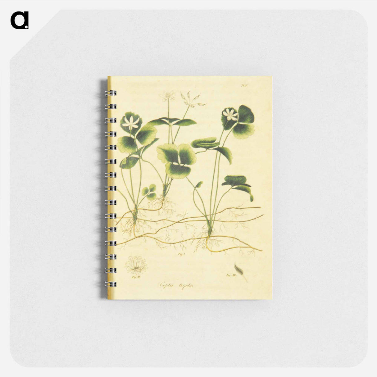 アートメモ帳-Coptis trifolia
 - 国立医学図書館 Memo.