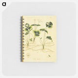 アートメモ帳-Coptis trifolia
 - 国立医学図書館 Memo.