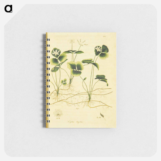 アートメモ帳-Coptis trifolia
 - 国立医学図書館 Memo.