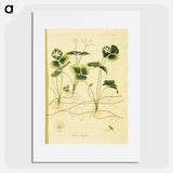 アートポスター-Coptis trifolia
 - 国立医学図書館 Poster.
