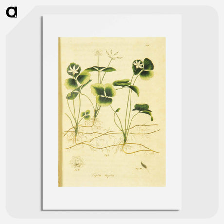 アートポスター-Coptis trifolia
 - 国立医学図書館 Poster.