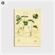 アートポストカード-Coptis trifolia
 - 国立医学図書館 Postcard.