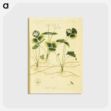 アートポストカード-Coptis trifolia
 - 国立医学図書館 Postcard.