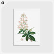 アートポストカード-Horse chestnut - ピエール ジョゼフ ルドゥーテ Postcard.