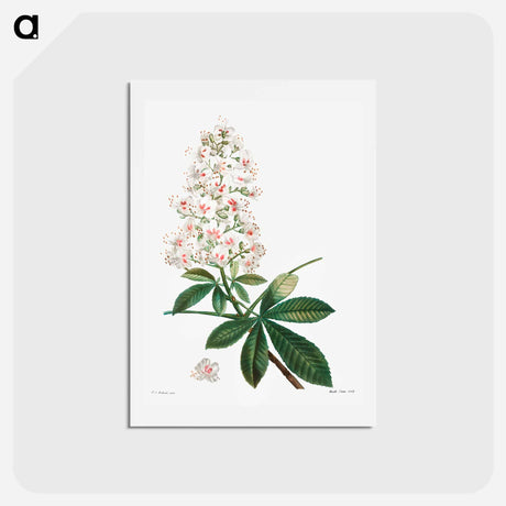 アートポストカード-Horse chestnut - ピエール ジョゼフ ルドゥーテ Postcard.