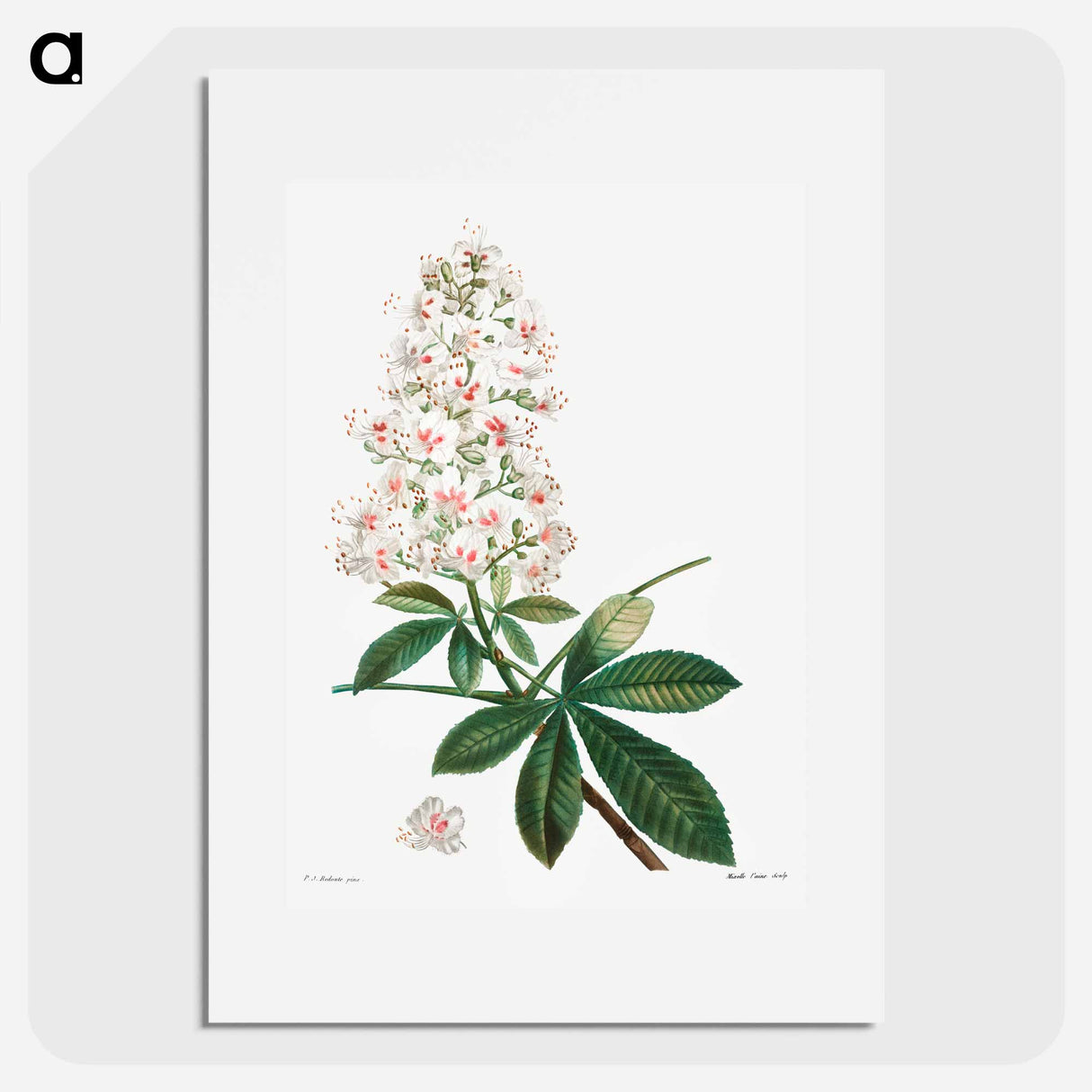 Horse chestnut - Pierre Joseph Redouté Poster.