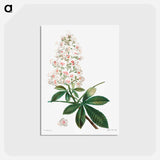 アートポストカード-Horse chestnut - ピエール ジョゼフ ルドゥーテ Postcard.
