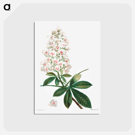 アートポストカード-Horse chestnut - ピエール ジョゼフ ルドゥーテ Postcard.