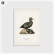 3-18_Svenska-Faglar_postcard