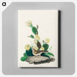 アートパネル-Grass Finch, or Bay-winged Bunting from Birds of America
 - アメリカの鳥たち Canvas.
