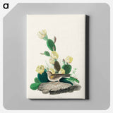 アートパネル-Grass Finch, or Bay-winged Bunting from Birds of America
 - アメリカの鳥たち Canvas.