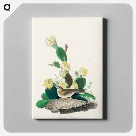 アートパネル-Grass Finch, or Bay-winged Bunting from Birds of America
 - アメリカの鳥たち Canvas.