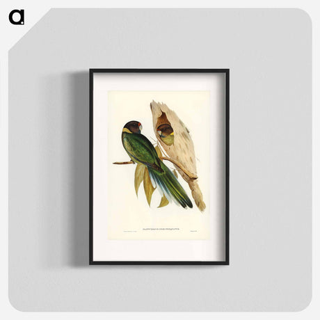 アートポスター-Yellow-collared Parakeet
- オーストラリアの鳥 Poster.