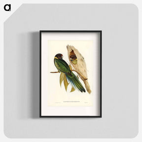 アートポスター-Yellow-collared Parakeet
 - オーストラリアの鳥 Poster.