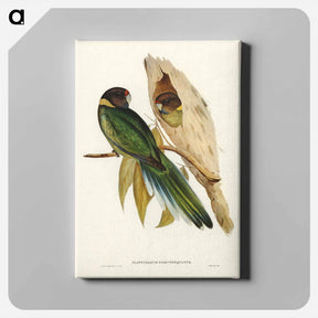 アートパネル-Yellow-collared Parakeet
 - オーストラリアの鳥 Canvas.