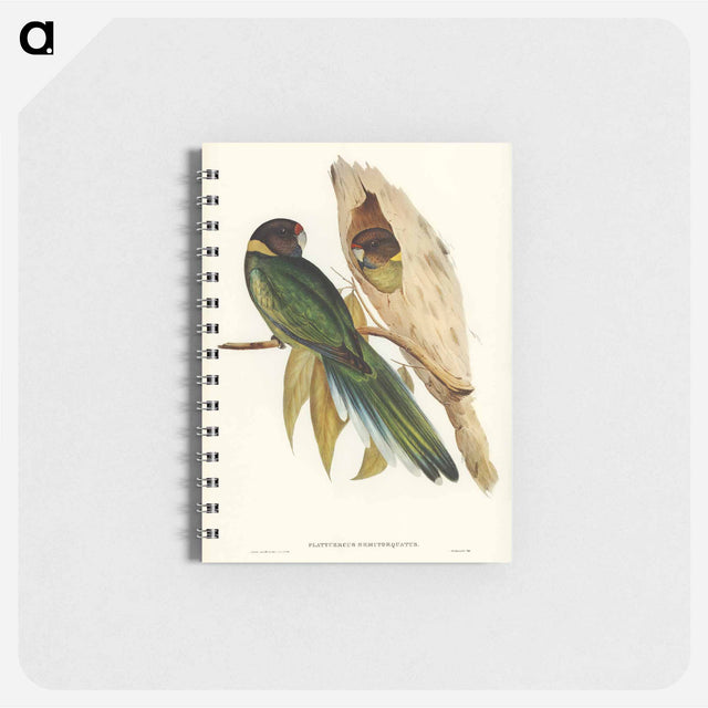 アートメモ帳-Yellow-collared Parakeet
 - オーストラリアの鳥 Memo.