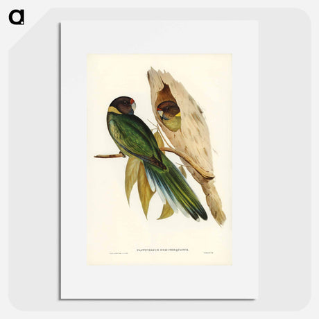 アートポスター-Yellow-collared Parakeet
- オーストラリアの鳥 Poster.
