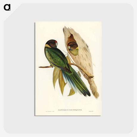 アートポストカード-Yellow-collared Parakeet
 - オーストラリアの鳥 Postcard.