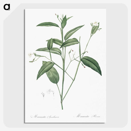 3-18_The-Lilies_picture-crop