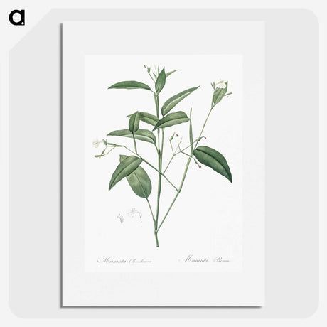 3-18_The-Lilies_picture