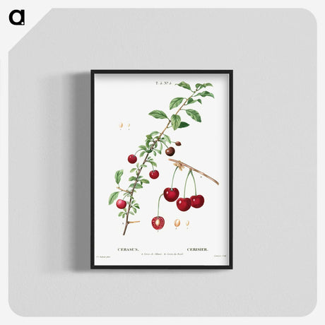 3-18_Treatise-on-Trees-and-Shrubs_blk-crop