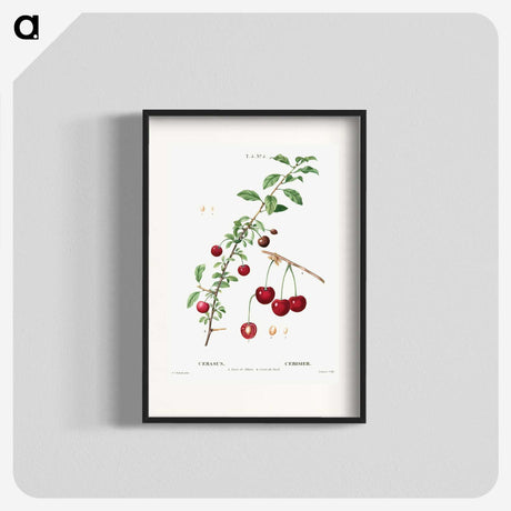 3-18_Treatise-on-Trees-and-Shrubs_blk