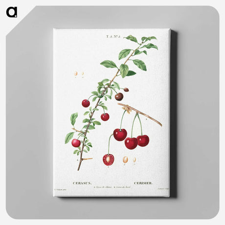 3-18_Treatise-on-Trees-and-Shrubs_canvas