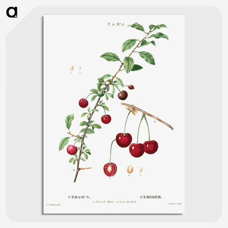 3-18_Treatise-on-Trees-and-Shrubs_picture-crop