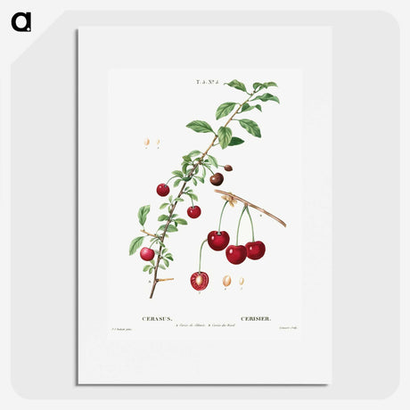3-18_Treatise-on-Trees-and-Shrubs_picture