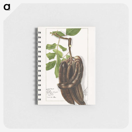 3-18_USDA-Watercolor-Fruit-Painting-Collection_memo