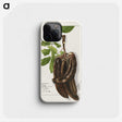 3-18_USDA-Watercolor-Fruit-Painting-Collection_phone