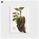 3-18_USDA-Watercolor-Fruit-Painting-Collection_postcard