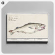 3-19_Anselmus-Boetius-de-Boodt_canvas