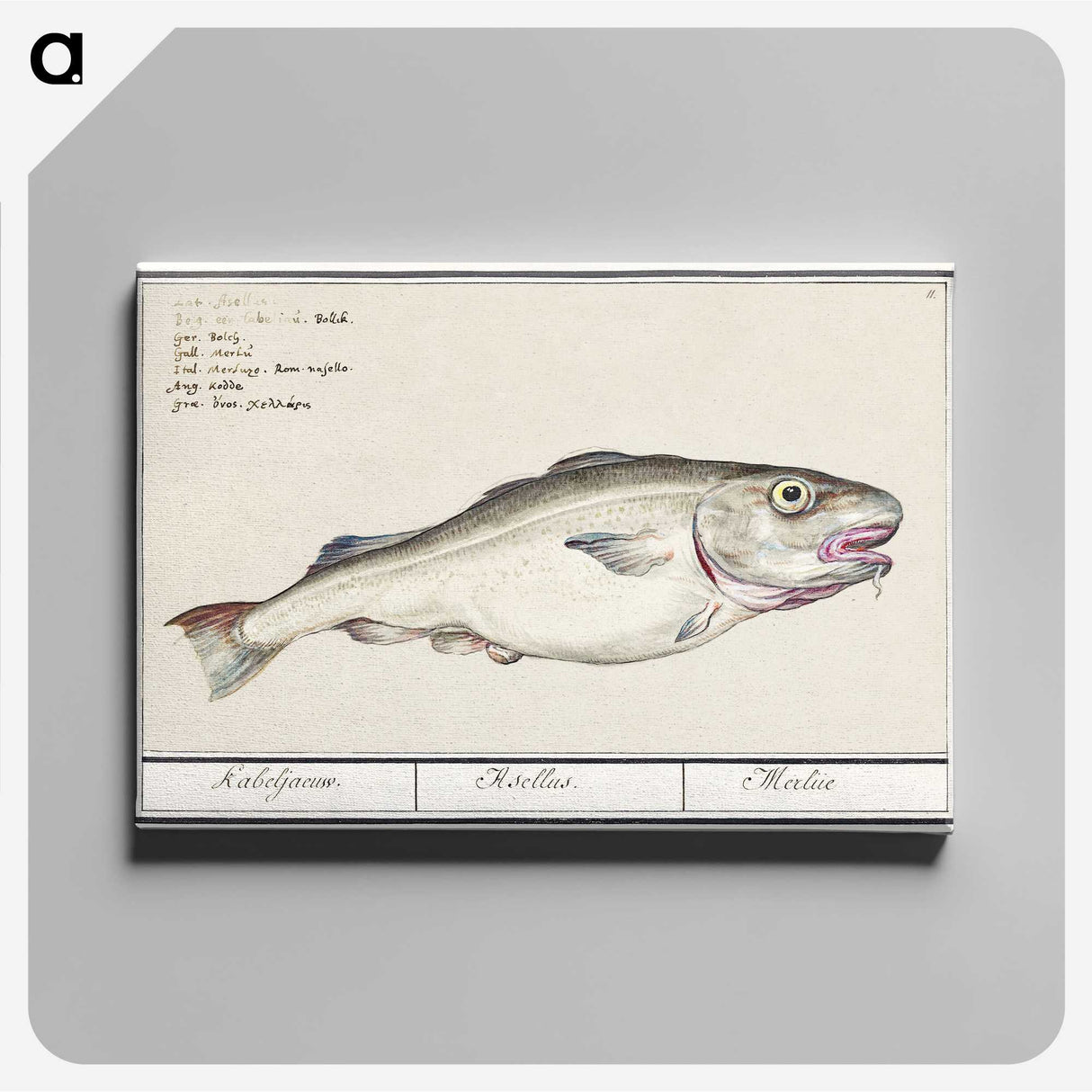 3-19_Anselmus-Boetius-de-Boodt_canvas