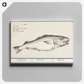 3-19_Anselmus-Boetius-de-Boodt_canvas