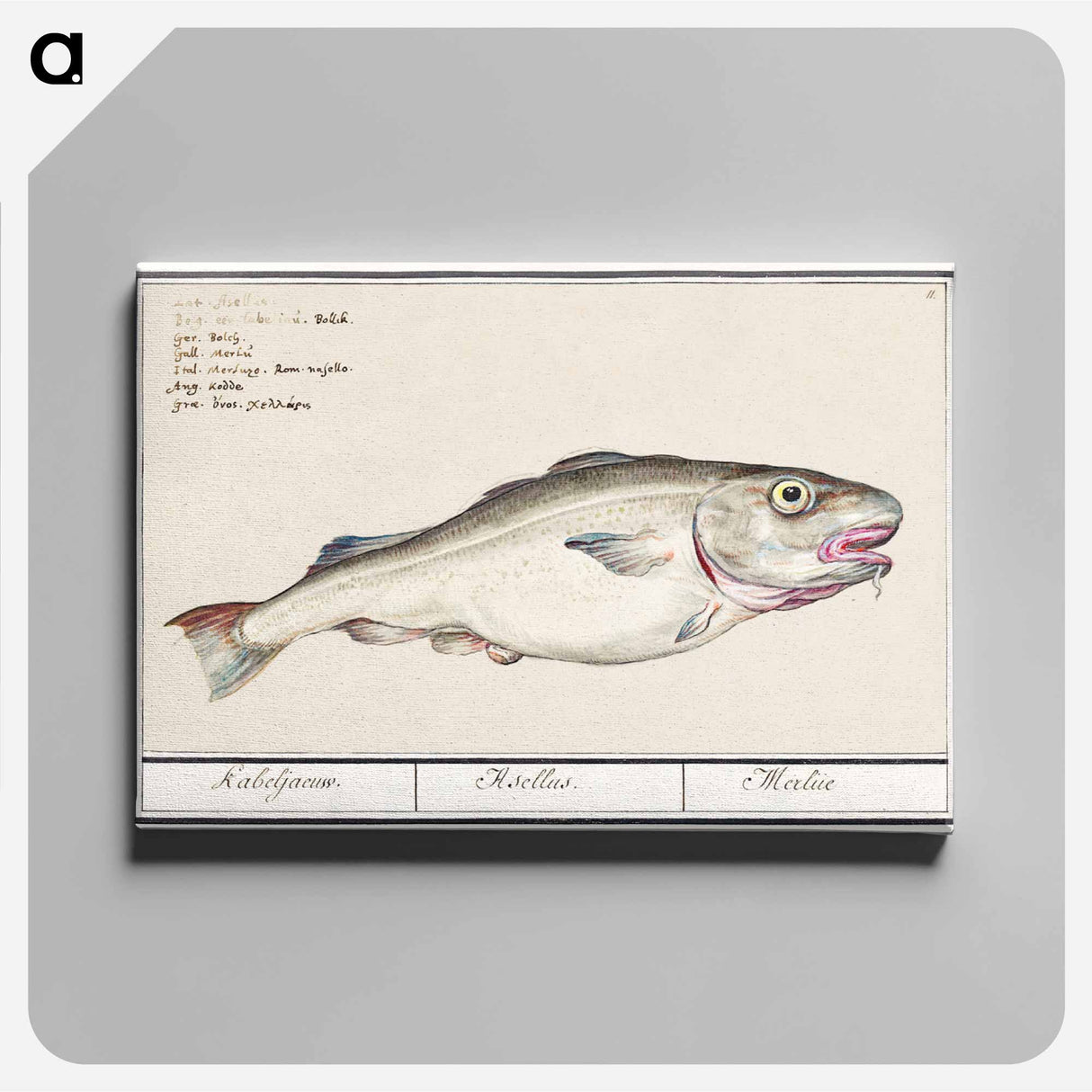 Cod - アンセルムス ボエティウス デ ブート Canvas.
