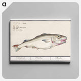 Cod - アンセルムス ボエティウス デ ブート Canvas.