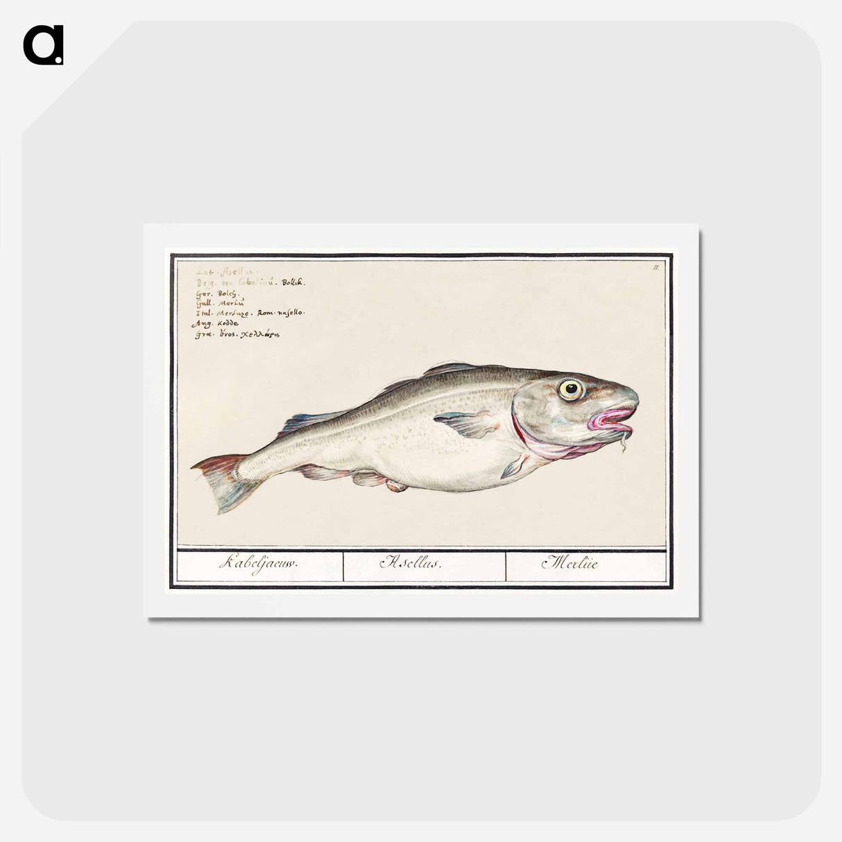 アートポストカード-Cod - アンセルムス ボエティウス デ ブート Postcard.