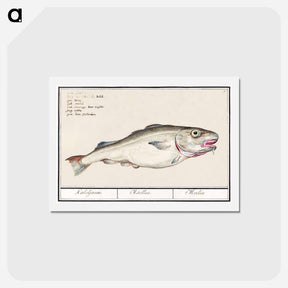アートポストカード-Cod - アンセルムス ボエティウス デ ブート Postcard.