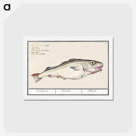 アートポストカード-Cod - アンセルムス ボエティウス デ ブート Postcard.