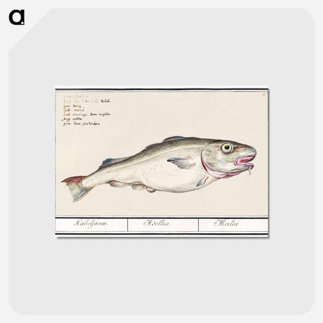アートポストカード-Cod - アンセルムス ボエティウス デ ブート Postcard.