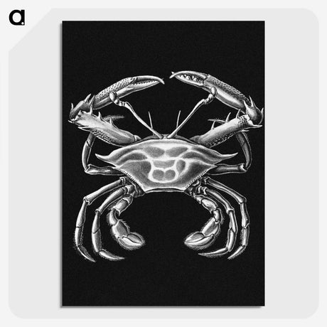 3-19_Ernst-Haeckel_picture-crop
