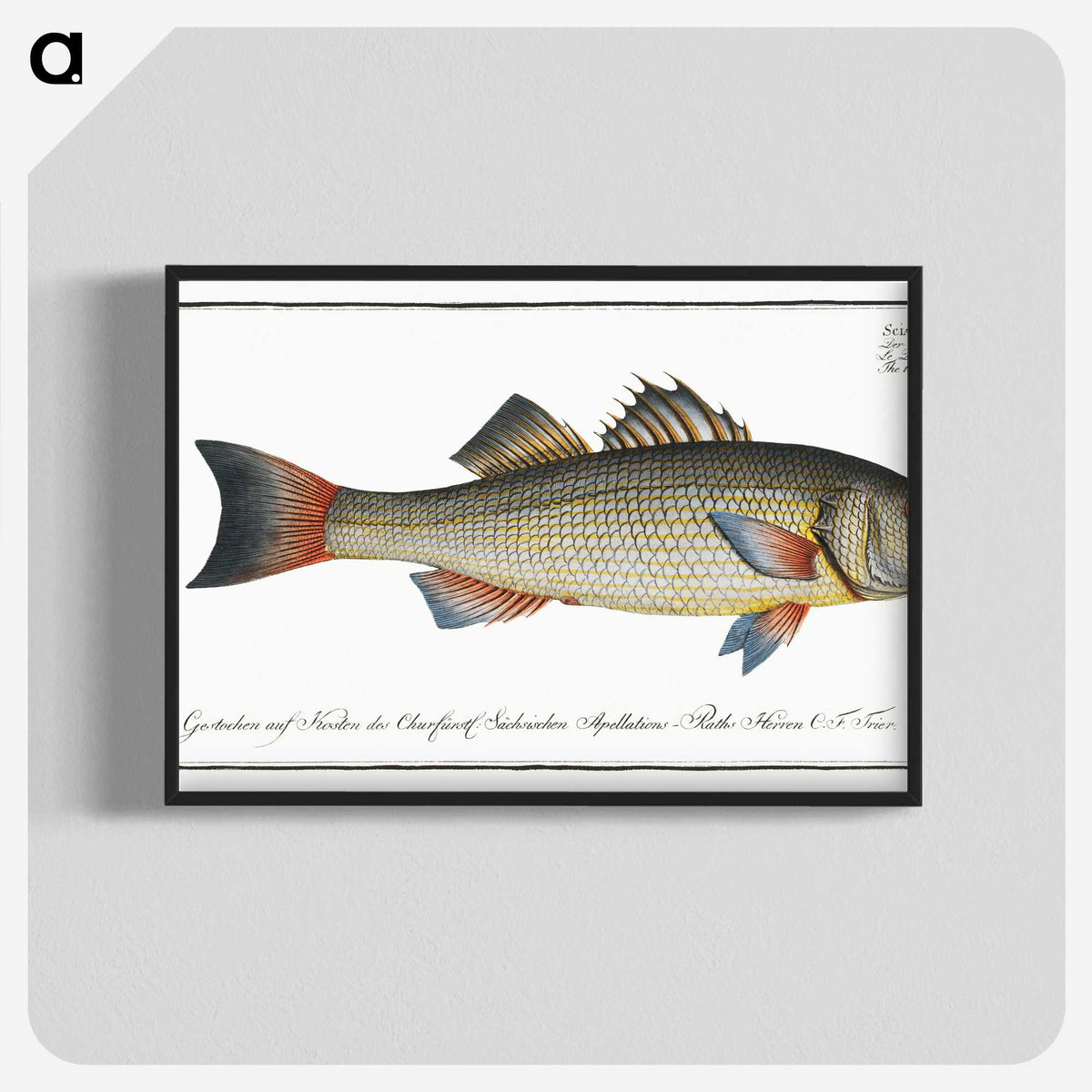 3-19_Ichtyologie-ou-Histoire-naturelle_blk-crop