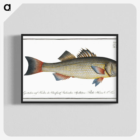 3-19_Ichtyologie-ou-Histoire-naturelle_blk-crop