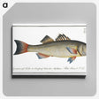 3-19_Ichtyologie-ou-Histoire-naturelle_canvas