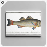 3-19_Ichtyologie-ou-Histoire-naturelle_canvas