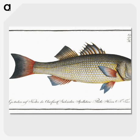 3-19_Ichtyologie-ou-Histoire-naturelle_picture-crop