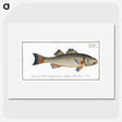 3-19_Ichtyologie-ou-Histoire-naturelle_picture